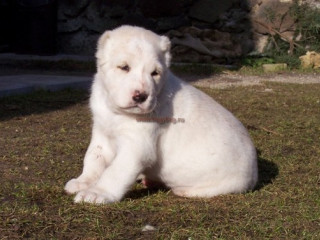 алабай17