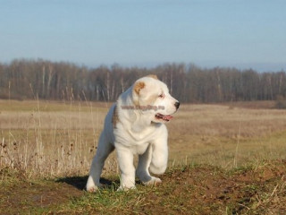 алабай22